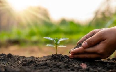 Planting and Parenting