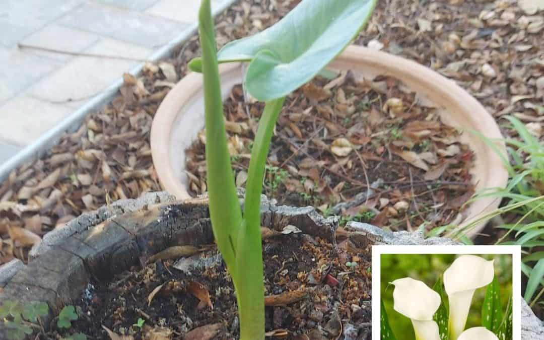 Just waiting to bloom